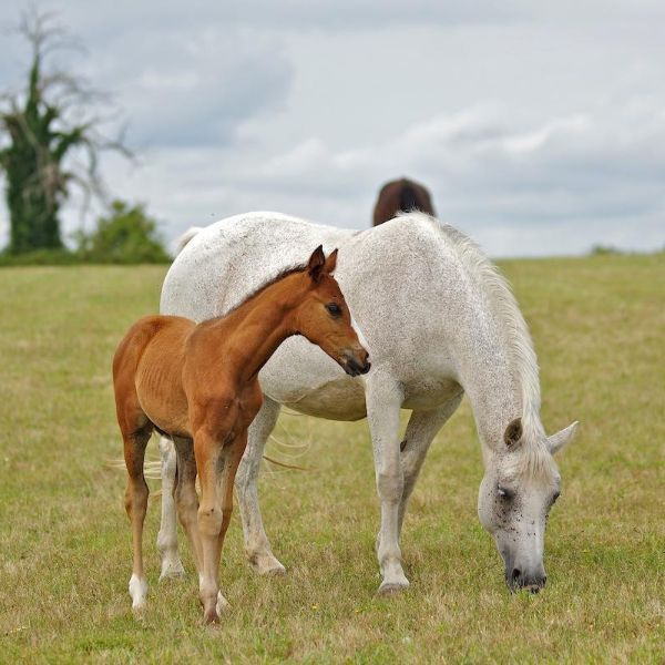 HARAS DE LA MOULINE