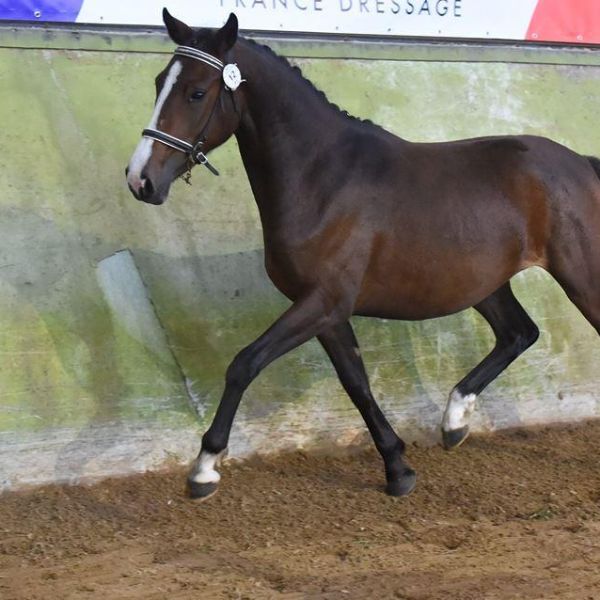 Pension pour poney Angers