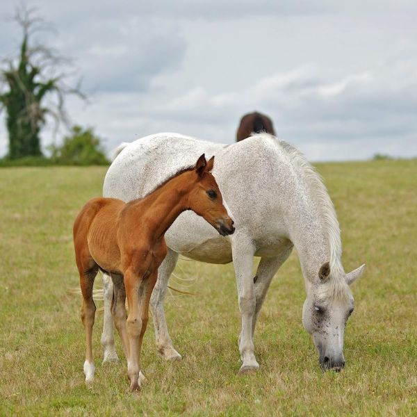 Élevage de chevaux Tours