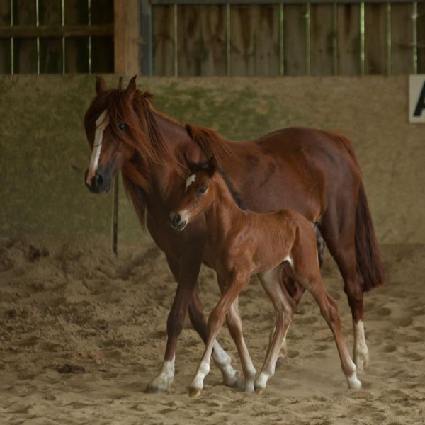 Élevage de chevaux Vernoil-le-Fourrier