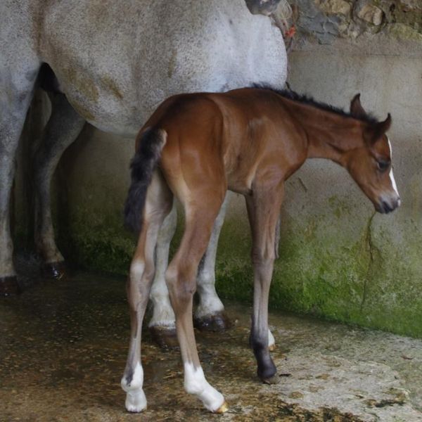 Pension pour poney Tours